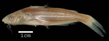 Media type: image; Ichthyology 35912